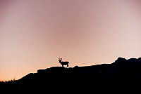 081924Trekanten_Hinnoya_fotoMariusDalseg_DNT_90.jpg